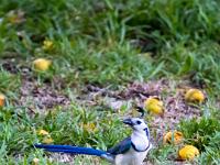 Weißkehl-Elsterhäher im Gras bei abgefallenen Früchten